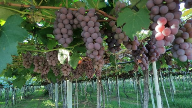 Fazenda
