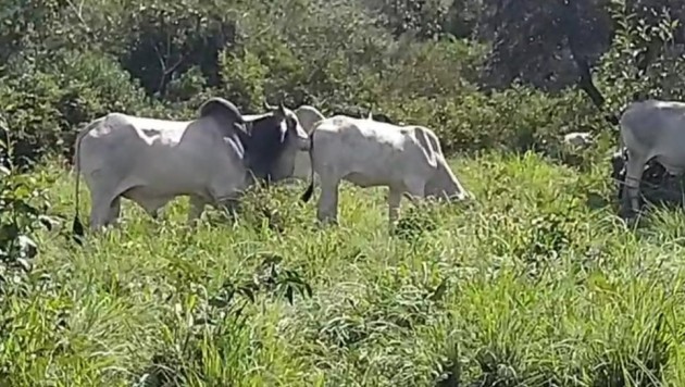 Fazenda