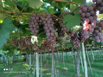 Fazenda - Venda - Zona Rural - Janaba - MG