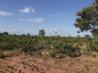 Fazenda - Venda - Zona Rural - Pintopolis - MG