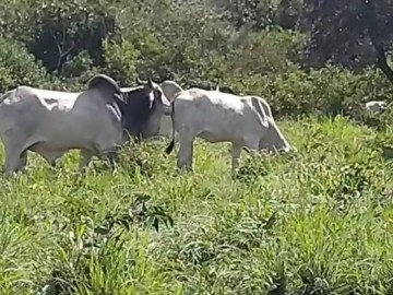 Fazenda - Venda - Zona Rural - Grão Mogol - MG