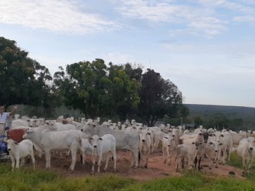 Fazenda - Venda - Zona Rural - Buritizeiro - MG