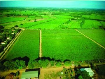 Área - Venda - Zona Rural - Janaúba - MG