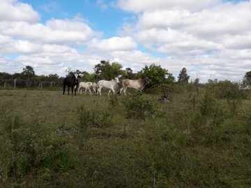 Fazenda - Venda - Zona Rural - Bonito De Minas - MG