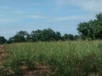 Fazenda - Venda - Zona Rural - Joao Pinheiro - MG