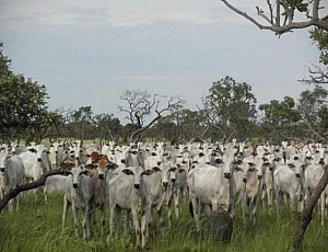 Fazenda