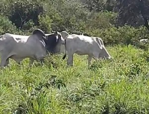Fazenda