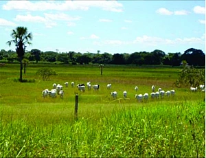 Fazenda