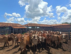 Fazenda
