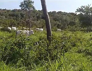 Fazenda