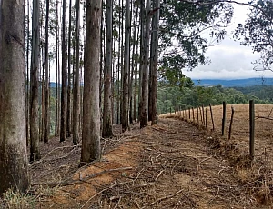 Fazenda