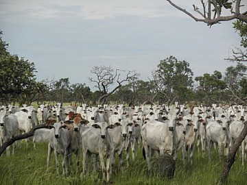 Fazenda - Venda - Zona Rural - S�o F�lix do Araguaia - MT