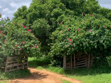 Fazenda - Venda - Zona Rural - Jaíba - MG