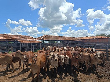 Fazenda porteira fechada, 4.222 hectares no Norte de Minas